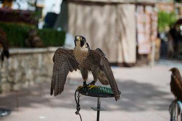 Close-up of a Peregrine falcon with wings spread in an outdoor setting
