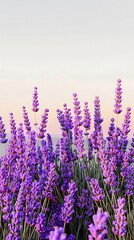Fototapeta premium A beautiful array of purple lavender flowers in full bloom under a clear sky, representing calming friendships.