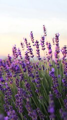 Obraz premium A beautiful array of purple lavender flowers in full bloom under a clear sky, representing calming friendships.