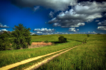 Fototapeta premium Łąka