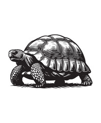 tortoise vector art,graphics tortoises icons set,vintage illustration tortoise clipart,vector tortoises flat style artwork design