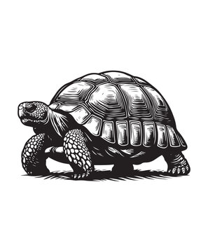 tortoise vector art,graphics tortoises icons set,vintage illustration tortoise clipart,vector tortoises flat style artwork design