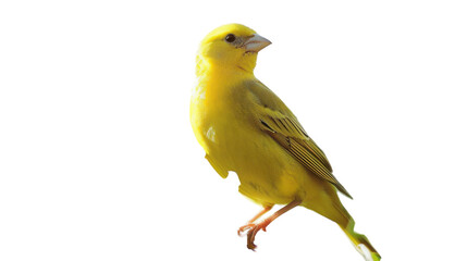 Bright Yellow Canary Perched Gracefully on a Branch Against a White Background