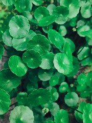 Background of a set of green leaves blooming garden.