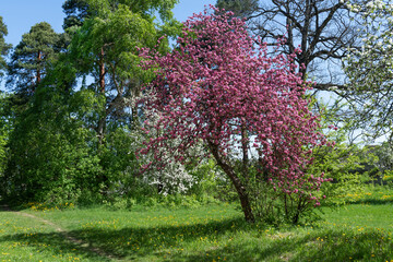 May morning Garden. Yalonya blooms in an unusual pink color. Grass, greenery, sunlight. Nature is waking up. Morning landscape