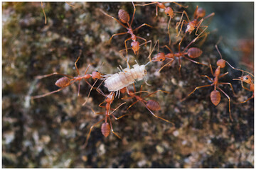 spider on the ground