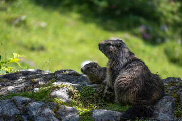 Murmeltier mit Jungtier.