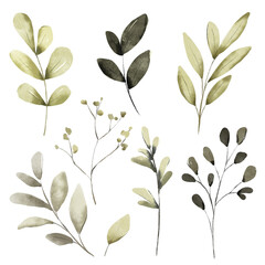 Leaves watercolor set. Hand painting floral illustration. Green leaf, plants, foliage, branches isolated on white background.	