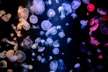 Beautiful colorful close-up jellyfish background