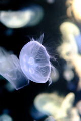 Obraz premium Beautiful colorful close-up jellyfish background