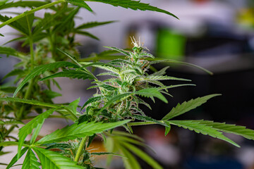 Flowering cannabis plants with developed trichomes that were grown indoors
