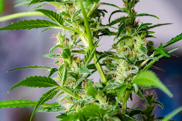 Flowering cannabis plants with developed trichomes that were grown indoors