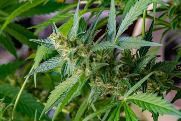 Flowering cannabis plants with developed trichomes that were grown indoors