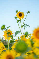 A tall single sunflower standing within the field of many beautiful sunflowers captured at golden hour