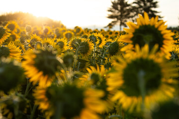 Beautiful field of sunflowers captured during golden hour