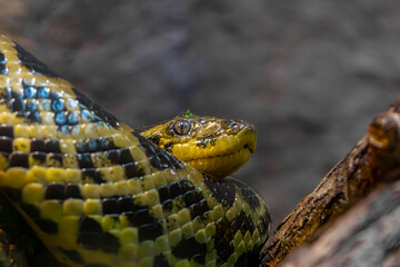 Wild animal, snake, yellow anaconda sitting on a dry tree. constrictor