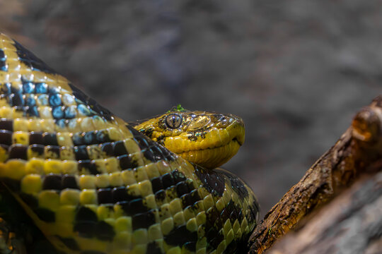 Wild animal, snake, yellow anaconda sitting on a dry tree. constrictor