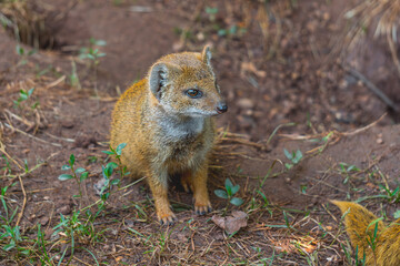 African mongoose wild animal sits on the ground among green leaves. wild animal life in nature