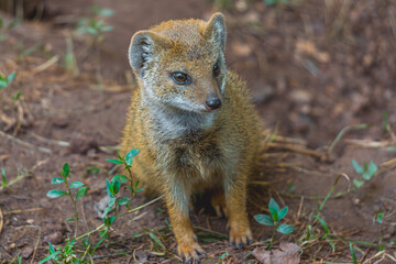 African mongoose wild animal sits on the ground among green leaves. wild animal life in nature