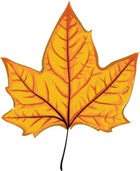 Autumn Maple Leaf Cartoon Sketch Drawing Orange-Yellow