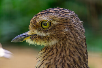 Wild wading bird, spotted curlew. portrait of a water bird with close-up of the head, beak, eye, feathers. blurred background