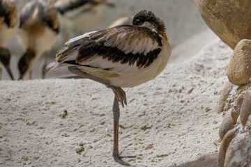 a wild water bird standing on one leg with its head buried in its feathers. bird on the sand next...