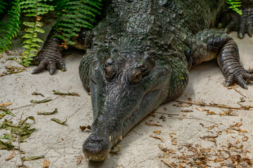A wild, dangerous crocodile lies on the sand. aggressive animal while resting in green plants