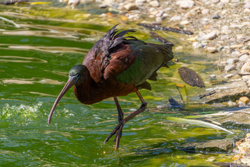 Chestnut-sided ibis, large wading bird, large water bird. wild ibis bird walking on water on a beautiful sunny summer day. a bird looking for fish with a large long beak in the water