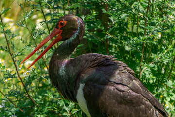 Stork, a rare wild bird walking in the meadow on a warm sunny day. A large bird with a large red beak