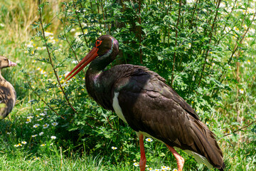 Stork, a rare wild bird walking in the meadow on a warm sunny day. A large bird with a large red beak