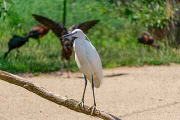 Great egret, beautiful white heron, wild water bird standing on a dry tree in the background wild water birds © Adam