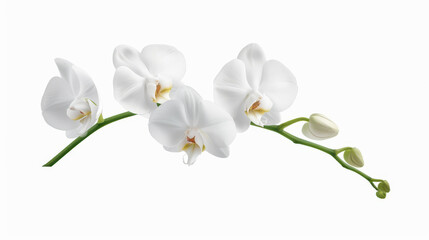 Obraz premium Delicate pen sketch of a white orchid against a sweeping ocean backdrop, blending natures elegance with minimalist design.