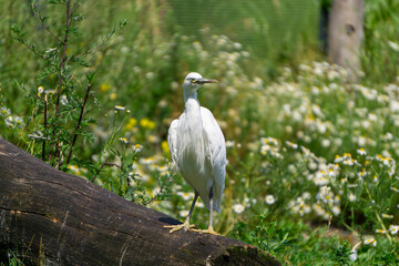 white heron, a large wild water bird standing on a fallen tree in a beautiful green meadow full of flowers on a beautiful sunny summer day.