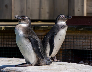Wild birds, penguins standing on the wall. Arctic wild animals. penguins standing back to back © Adam