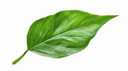 A detailed nature illustration featuring a delicate green leaf branch on a  white background, showcasing the beauty of foliage.