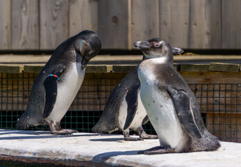 Wild birds penguins standing on a concrete wall. wild arctic animals © Adam