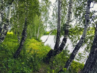 The shore of the lake with a birch forest. Natural landscape