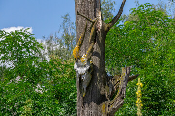 an animal skull with horns hanging on a tree on a beautiful sunny day in summer.