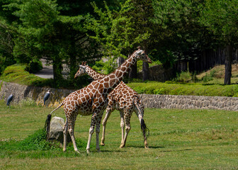 two giraffes walking on green grass, wild animal giraffe. animals with long necks. animals walk in...