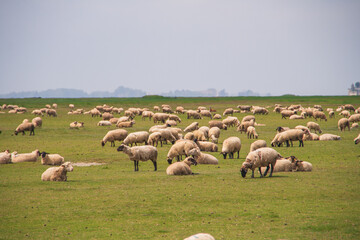 Eine Herde Schafe auf einer grünen Wiese in Frankreich an der Kanalküste