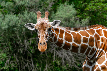 Giraffe walking on green grass, wild animal giraffe. animals with long necks. animals walking in natural living conditions on a beautiful sunny day. A mammal from the giraffe family. view of the neck 
