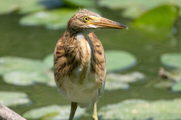 GIOVANE SGARZA CIUFFETTO OASI NATURALISTICA DI TORRILE E TRECASALI