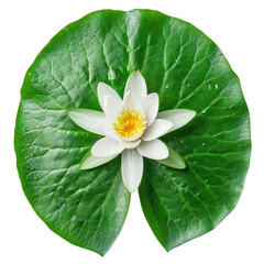 Water Lily Flower on a Green Leaf.