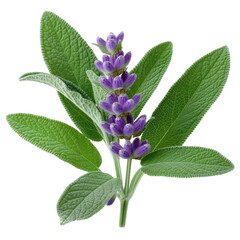 Sage Flowers and Leaves.