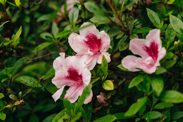 Indian azaleas - Rhododendron indicum pink bloom