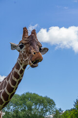 Giraffe walking on green grass, wild animal giraffe. animals with long necks. animals walking in natural living conditions on a beautiful sunny day. view of the neck and head. blue sky background. gir