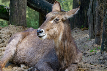 swarthy wild animal lying on the sand