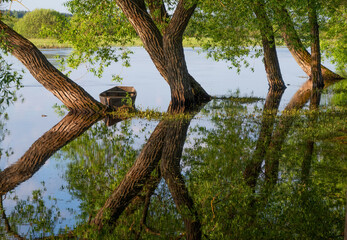 Morning landscape with a flooded river, reflection of trees in the water, and a wooden boat. Tree texture and bark. Spring, tree blossoms