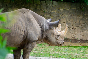 Naklejka premium Wild animal rhinoceros sitting among stones, rocks and also green grass on a beautiful warm summer day. The white rhinoceros (Ceratotherium simum) is a species of cloven-hoofed mammal from the rhinoce