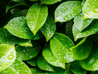 Green leaves with dew drops in the background, symbolizing the freshness and purity of nature, reflecting ecology and harmony